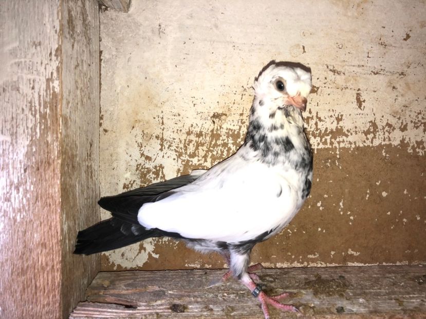 8524  mascul  2020_3 - pui 2020 BM