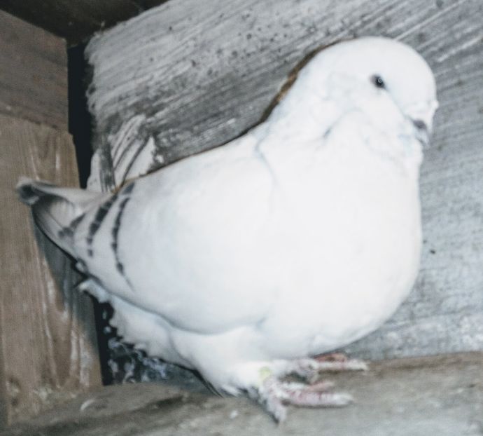  - - A - A - A - A- W A R N I N G !