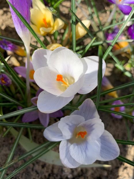 31B1EE5D-E189-4EB3-B847-A2A0A451EEE9 - Florile mele 2020