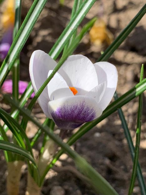 613A1030-D668-445A-9DA2-0A611DA6C30B - Florile mele 2020