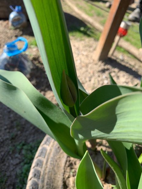 C246F08D-BC1D-45BE-9ABA-07B6FCFE1CFA - Florile mele 2020