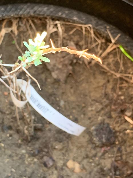 78CF8970-F041-4619-9AD7-E11D85B7A977 - Florile mele 2020