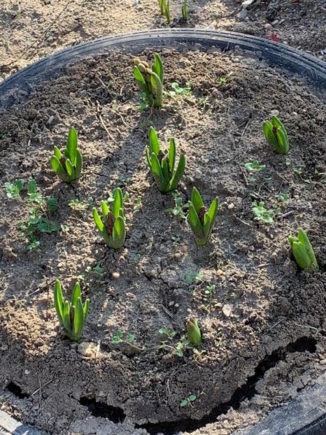 638D2BB9-02DF-4203-9A47-FA596EF21251 - Florile mele 2020