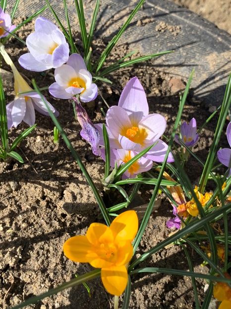 6B196986-064A-4806-98A1-FE247D415325 - Florile mele 2020