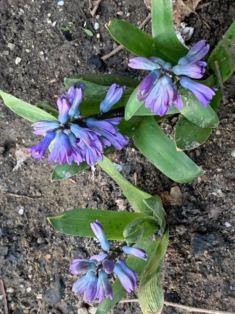 0734ED5D-4FDC-47A3-8E52-DFB87ED981CC - Florile mele 2020