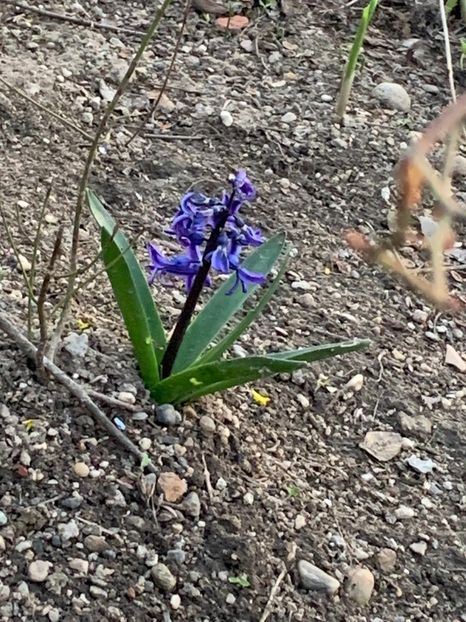 D089D15E-199E-4116-BC55-6FE5EA4EF45B - Florile mele 2020