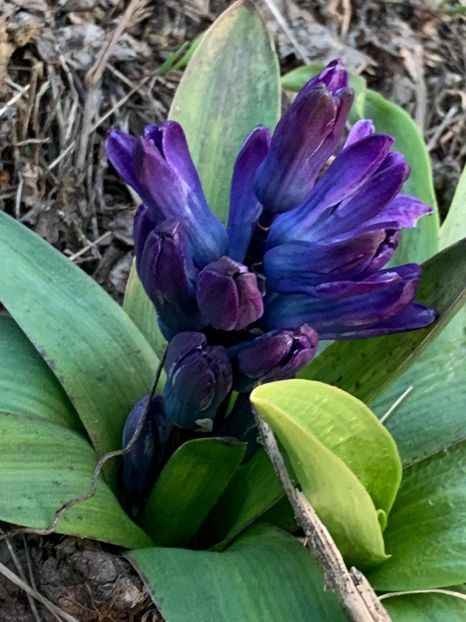 B4157E5B-F9E0-4D1A-AEF1-1FEAC2ED12A8 - Florile mele 2020