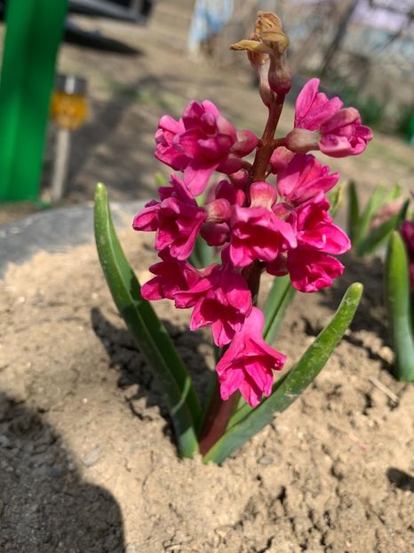 A51B2C2D-C7B2-4EA5-B525-1DB448E8D156 - Florile mele 2020