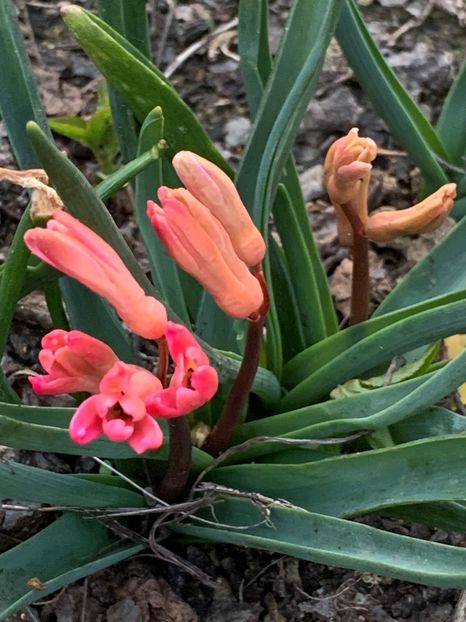 5CE81A3E-427E-4076-82DB-6830AAE48831 - Florile mele 2020