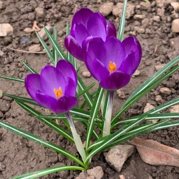 387F8E6B-778B-4C6D-8E35-A3A8103A6142 - Florile mele 2020