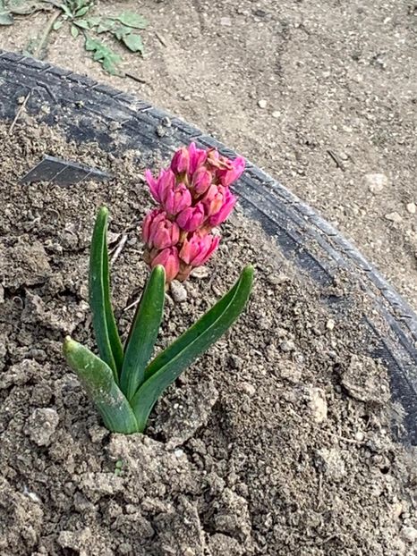 B5D73E2C-B436-4C86-BE6F-D4889875026D - Florile mele 2020