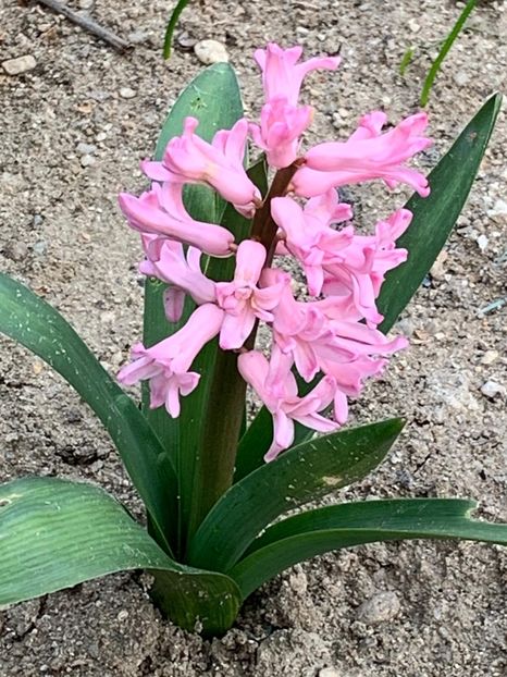 2E085401-988A-4E79-A890-8BED6B487BF8 - Florile mele 2020