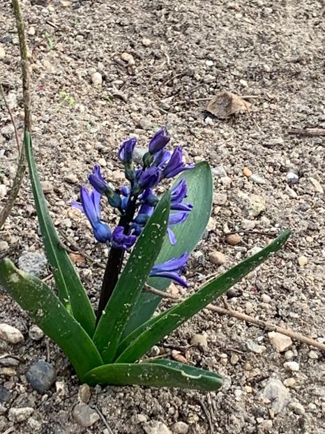 90BDCBBB-B23B-4A00-BFA7-5B6BD109AF18 - Florile mele 2020