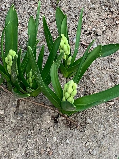 EC4D8AF1-5A3F-446C-890E-447FE1ED5755 - Florile mele 2020