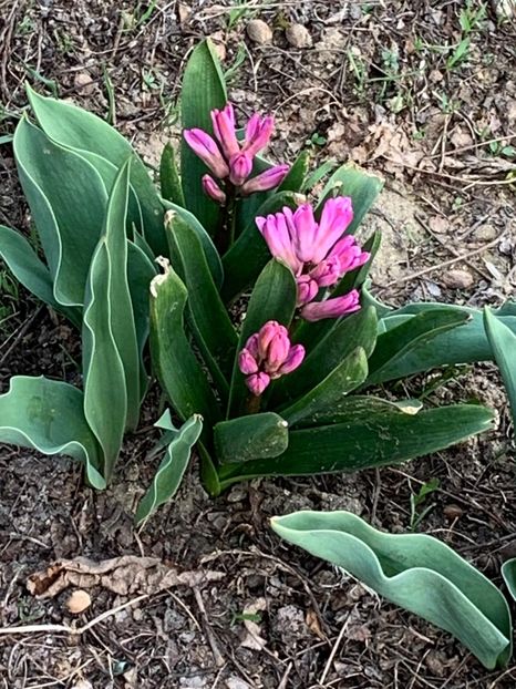 E90DD5AA-E45C-4F1F-9506-ED6CE1E2C96B - Florile mele 2020