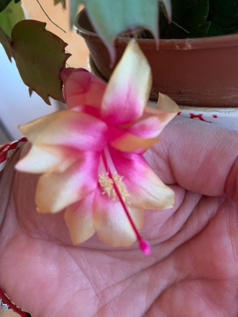 3F82042E-65AA-46A1-804C-F67CC1681C81 - Florile mele 2020