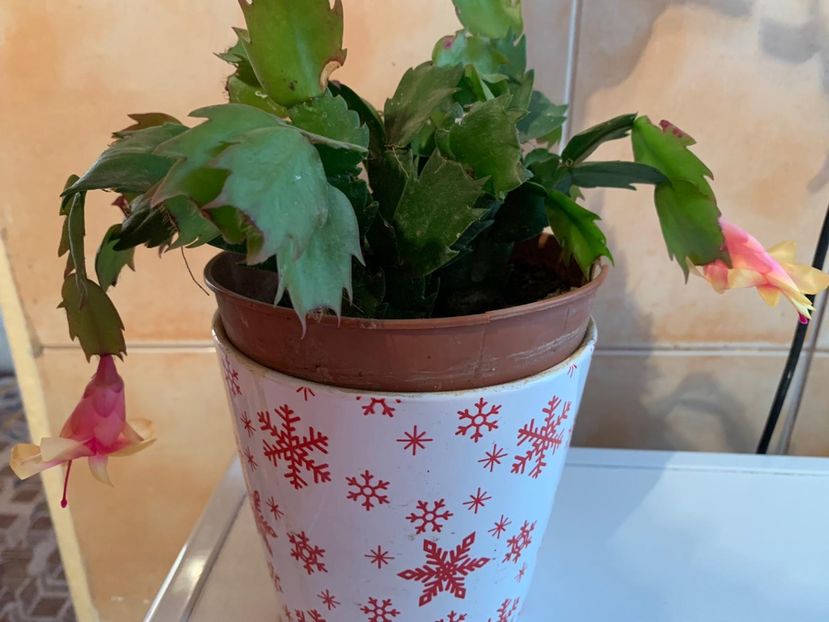 24F84994-D0E7-4099-8803-26633F5E4CB2 - Florile mele 2020