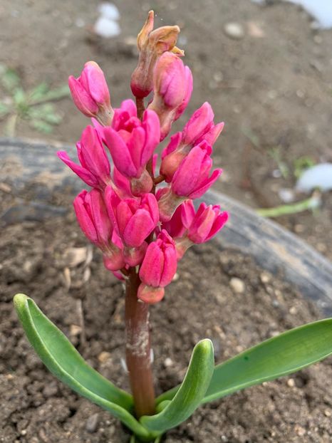 95496C1B-F938-4895-8B59-1B2D998B05C9 - Florile mele 2020