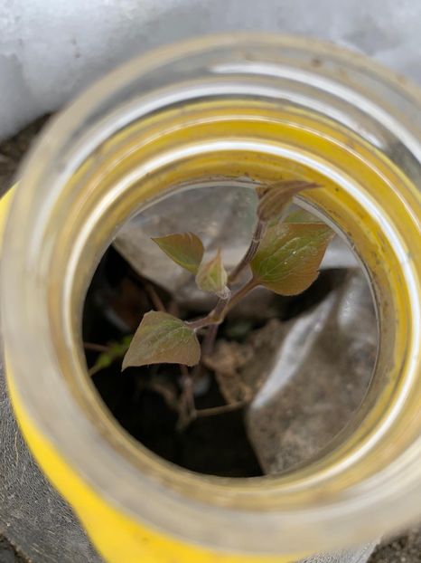 072EEEFD-5403-4723-BE8D-87ED61F9F44F - Florile mele 2020