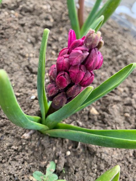 175993A0-1968-40CC-B41F-07D04F4487F3 - Florile mele 2020