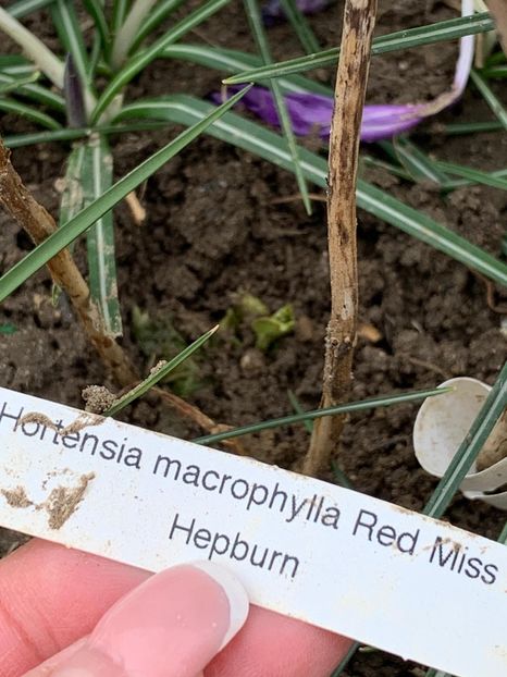 B889F13E-925A-46D3-B7C3-FB40068D4695 - Florile mele 2020