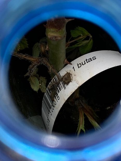 74D304F9-5017-4760-885D-4131BDCF63B1 - Florile mele 2020