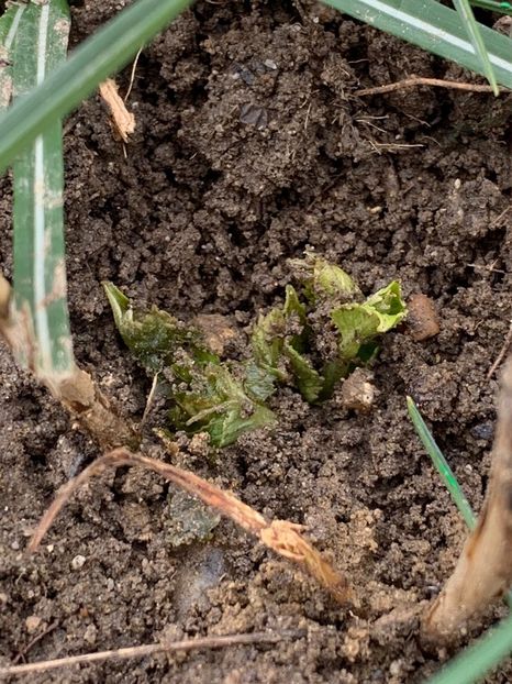 76090130-BEFE-46BA-927D-8F6FAB8A5E4E - Florile mele 2020