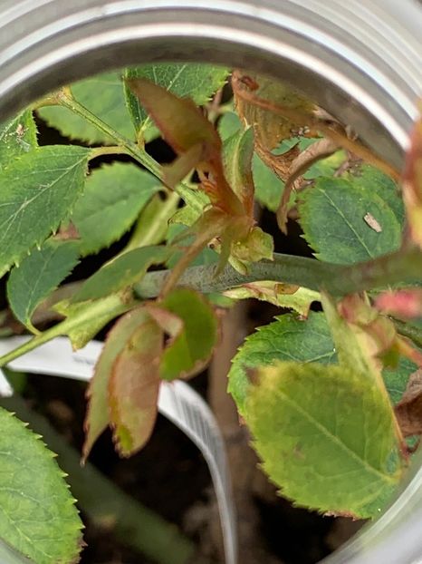 188F4075-E8E3-4A3C-AC2E-B238577E0798 - Florile mele 2020