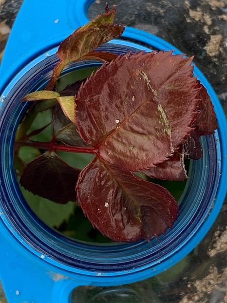 0580F809-3D71-492C-AB83-C3DE9E607833 - Florile mele 2020