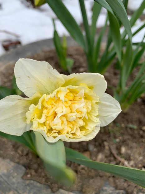 F69BBE00-7B22-4D99-9AC7-3E36093E6509 - Florile mele 2020