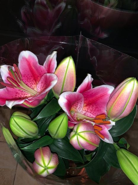 0F5AAD2E-48EF-49DC-9C7E-6EE2CE687C43 - Florile mele 2020