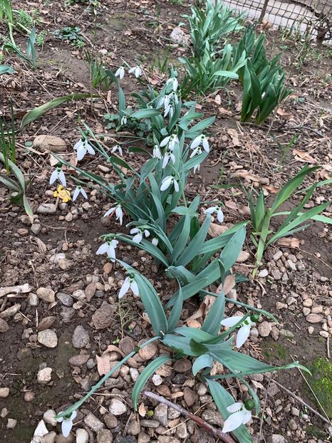 1DA91334-032C-4E6D-A0B9-2345344CAFD5 - Florile mele 2020