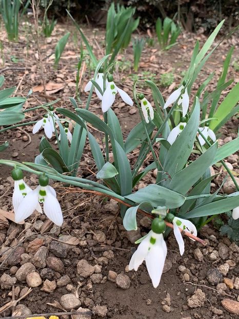 78A86BED-CCA7-4FA7-97F5-DE8CB4BC3186 - Florile mele 2020