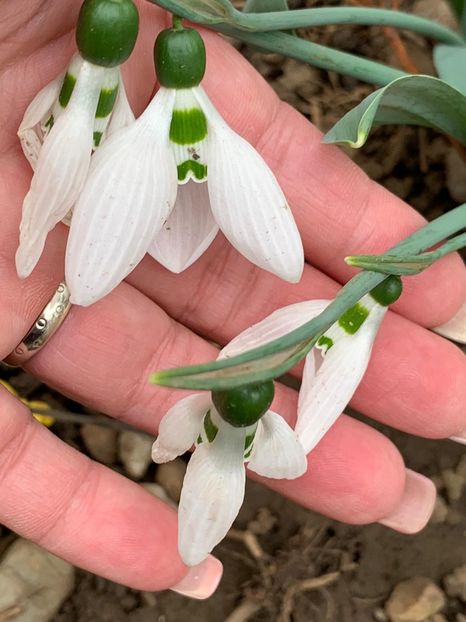 4720B136-8CD9-4685-BC38-A4BAFBAE6949 - Florile mele 2020