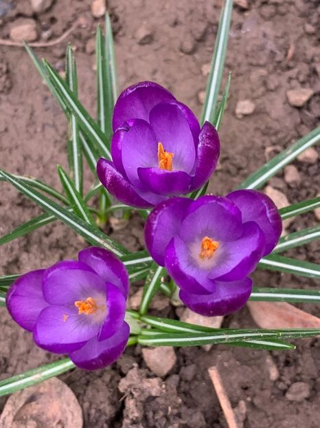 3C026B31-B507-49A0-ACFC-5465B41CF49D - Florile mele 2020