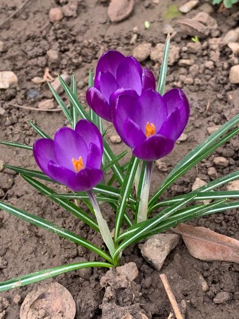 E9534401-4D76-4C3F-A5C8-D7922CEF84E0 - Florile mele 2020