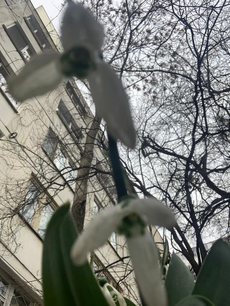 90BEB03D-E5D2-4D4D-9A24-60CC351B3E34 - Florile mele 2020