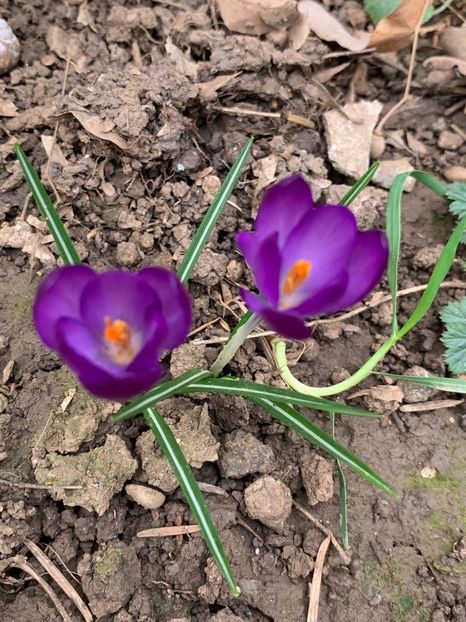 BCB157E5-8EB2-4632-885A-6C9EED98422C - Florile mele 2020