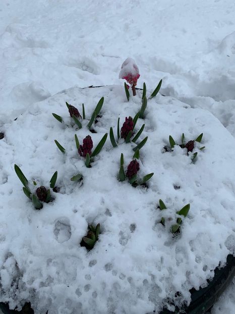 E1C22D07-6845-48AA-9AE0-9F3DABE4E83B - Florile mele 2020