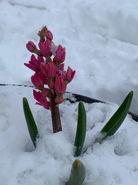 09F3BBDD-36C3-4AF1-8CAE-B1E86B2C38CD - Florile mele 2020