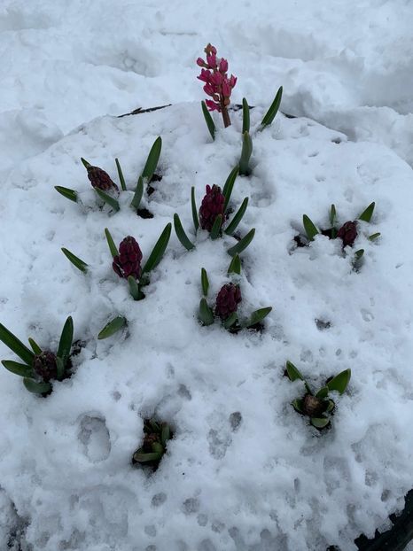 5B43F773-55D7-4142-9489-C722ED81A6F7 - Florile mele 2020