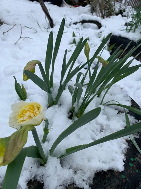 BA66DA62-98E9-4F9B-8B7B-D2D2A0DACABA - Florile mele 2020