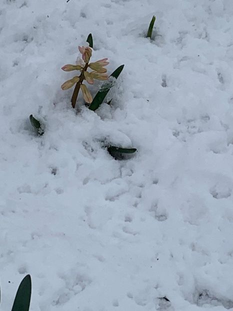 C9F50B0D-6ECE-45EA-BA5F-8214EAD57158 - Florile mele 2020