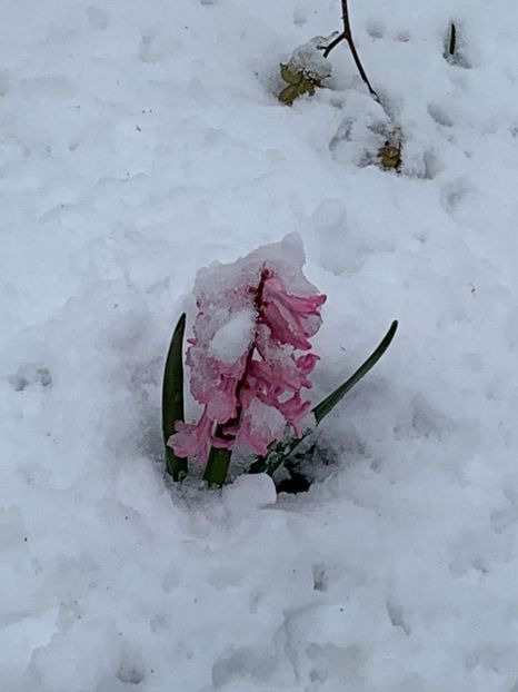 A2A9E38D-AC3F-48BE-AC85-6A34B0341C62 - Florile mele 2020