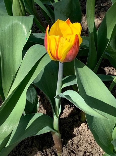 860E597D-610C-427E-87AB-DB441C1D3423 - Florile mele 2020