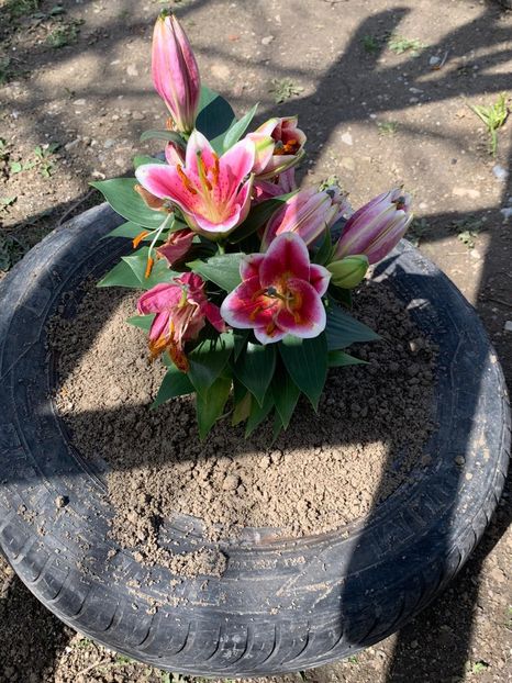 AA8E832A-4A60-46F7-A561-93602C6E8F3C - Florile mele 2020