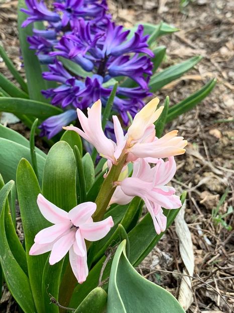 CE892CDB-749F-480E-A62A-77031CEC87B5 - Florile mele 2020