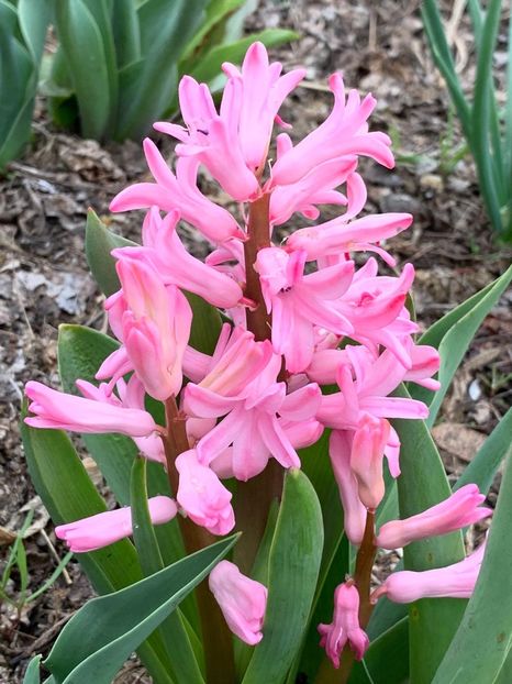 F27F2277-990A-4218-BDB6-94F23A3828D8 - Florile mele 2020