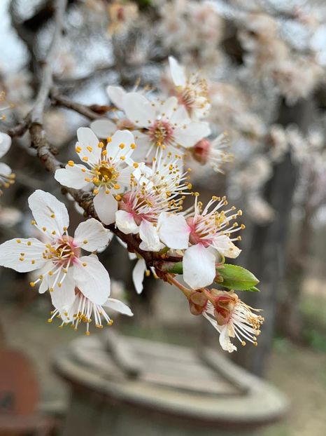 C803E1B1-BC30-4F17-ABB3-60E0474B37F2 - Florile mele 2020