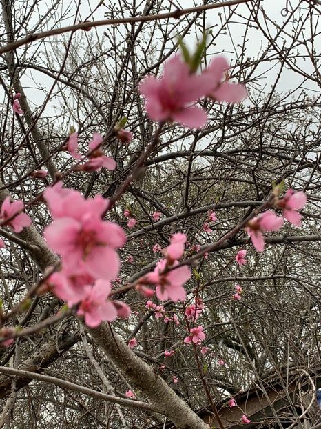 DB6248AA-78BA-4F61-A950-832028EDDC3F - Florile mele 2020